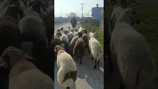Mezbaneye.. #sheep #toklu #koyun #türkiye #shorts #besi  #turkey #et #kuzu #keçi #morkoyun