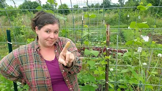 Easy trick to keep squash bugs out of your garden- My #1 Organic Tool