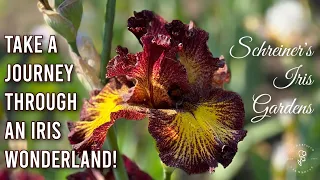 Gorgeous Schreiner's Iris Garden Tour