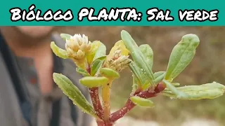 Biólogo PLANTA: Sal verde, Blutaparon portulacoides