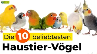 Die 10 beliebtesten Haustier-Vogelarten