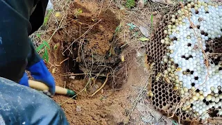 UNDERGROUND MURDER HORNET NEST REMOVAL,VESPA MANDARINIA,ASIAN GIANT WASP MASSIVE,YELLOW JACKETS