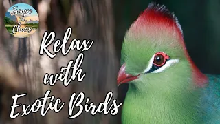 Exotic Birds | Relaxing Nature Sounds