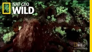 Octopus Up Close | Nat Geo Wild