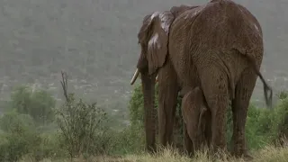 Mother Elephant's Life Held in the Balance | This Wild Life | BBC Earth