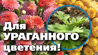 КАК ПОСАДИТЬ ХРИЗАНТЕМУ. ЦВЕСТИ БУДЕТ ПОТРЯСАЮЩЕ!