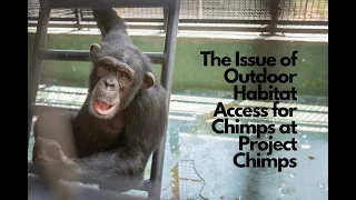 The Issue of Outdoor Habitat Access for Chimps at Project Chimps