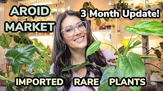 Imported Rare Plants 3 Month Update - Aroid Market