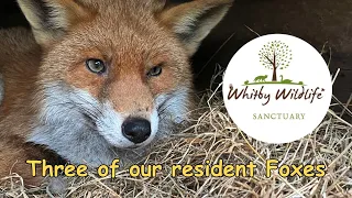 See three Of Our Resident Foxes, January 2024