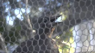 The little lyrebird imitates the sounds of construction