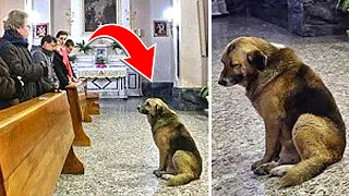 Dog Attends His Owner's Funeral, Then THIS Happens...