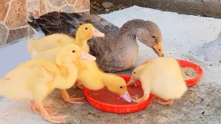 The Goose Who Thought She Was a Duck 😍 Abandoned Ducklings Rely On Their New Mother Which Is A Goose