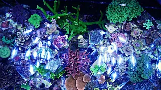 SPS Reef Tank - Top down tour December 2021 | Acropora