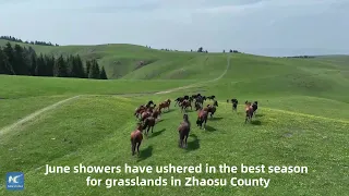 Horses, cattle bask in the summer weather in Xinjiang grasslands