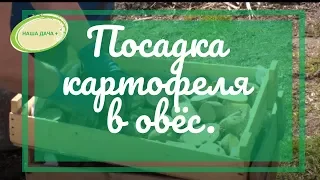 Посадка картофеля в овёс без перекопки. Кольцова Ирина