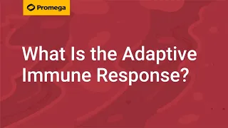 What Is the Adaptive Immune Response?