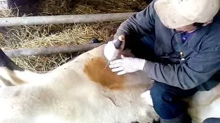 Зміщення сичуга у корів