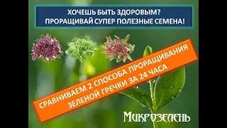 Как прорастить зеленую гречку? Как гречка влияет на организм?   Пошаговая инструкция  2 СПОСОБОВ .