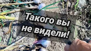 Обрезка чеснока //быстро и просто