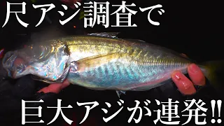 極太の巨大アジが連発！厳寒期の尺アジ調査で想像を絶するサイズが釣れました