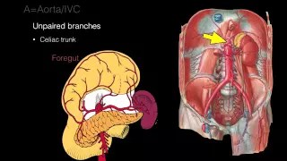 Retroperitoneal space and Retroperitoneal organs