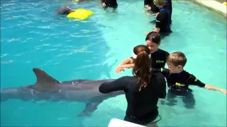 Children Swim with Dolphins Miami