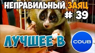 Лучшее в COUB за неделю Июнь 2015 | Best COUB #39