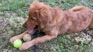 Which ball is better to play with? Puppy can’t decide ~ Golden Retriever Puppy ~ Baxter playing