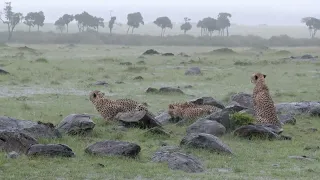 "Cheetahs in the Rain: 15 Minutes of Enchanting ASMR"