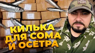 Килька для сома и осетра