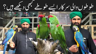 College Road Birds Market Rawalpindi | Cockatoo,Alexander parrot,Yellow Ringneck, love birds Price