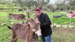 Vamos a pasar por chapa y pintura a la burrina nueva