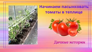 Начинаем пасынковать томаты в теплице. Конец мая, Ленинградская область.
