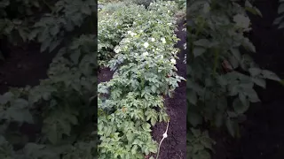 картофель посажен сдвоенными рядами