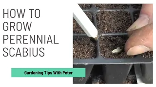 How to Grow Perennial Scabius | Garden Ideas | Peter Seabrook