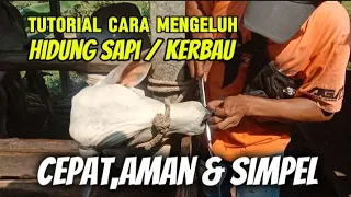 menegangkan sekali //proses pengeluhan pengerongan hidung sapi dengan cepat..aman..simpel