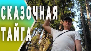 Линдуловская роща | леса ленобласти | Питер, куда пойти