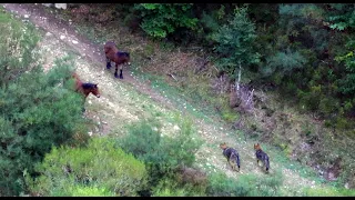 Caballos vs Lobos / Horses vs Wolves