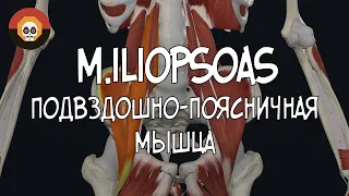 Подвздошно-поясничная мышца  (m. iliopsoas) 3D Анатомия