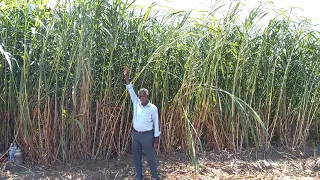 4G Bullet Super Napier grass stems  / Green Fodder for Dairy Farming in Tamil Nadu @ 9790987145