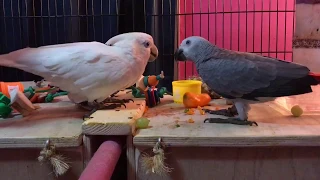 African Grey Parrot and Ducorps Cockatoo Sharing Food? 😀