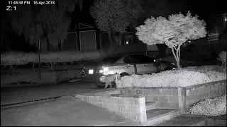 Mountain lion sighting has San Jose neighbors vigilant