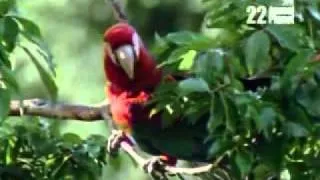 macaw documentary part 3.flv