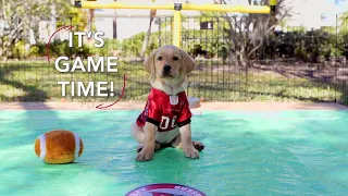 Superheroes at the Super Bowl | Southeastern Guide Dogs