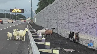 No kidding! Highway herd of goats gather on I-64 near High Rise Bridge