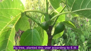16 months after my video "Trees planted using the Ellen White Method"