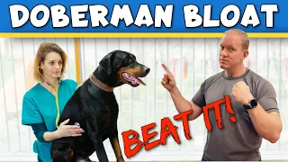 How to Prevent Bloat in Dobermans: What Actually Works