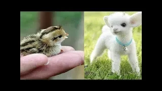 Süße Tierbabys Videos Zusammenstellung - süßer Moment der Tiere 🐤 7