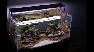 "Canyon Dreams" ADA 90P Step by step aquascape part 2: planting and 1st days