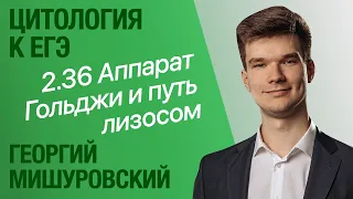 2.36. Аппарат Гольджи, путь лизосом и секреция веществ | Цитология к ЕГЭ | Георгий Мишуровский